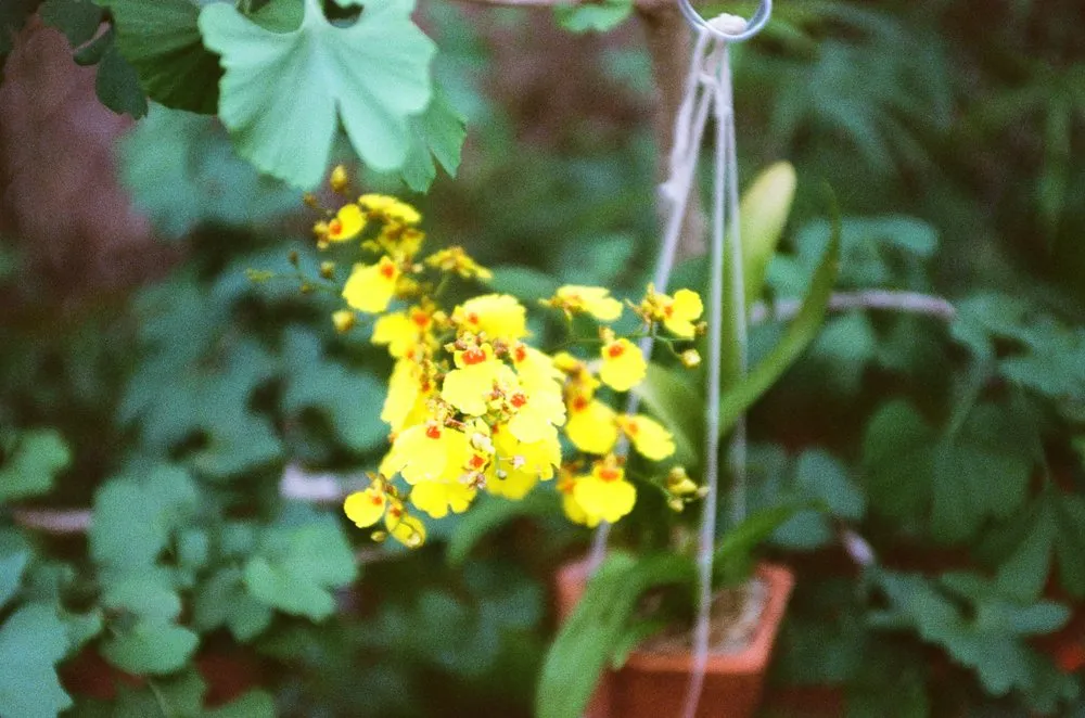 Local garden landscaping for outdoor upgrades across New Orleans, LA - Bobbi's Gardens