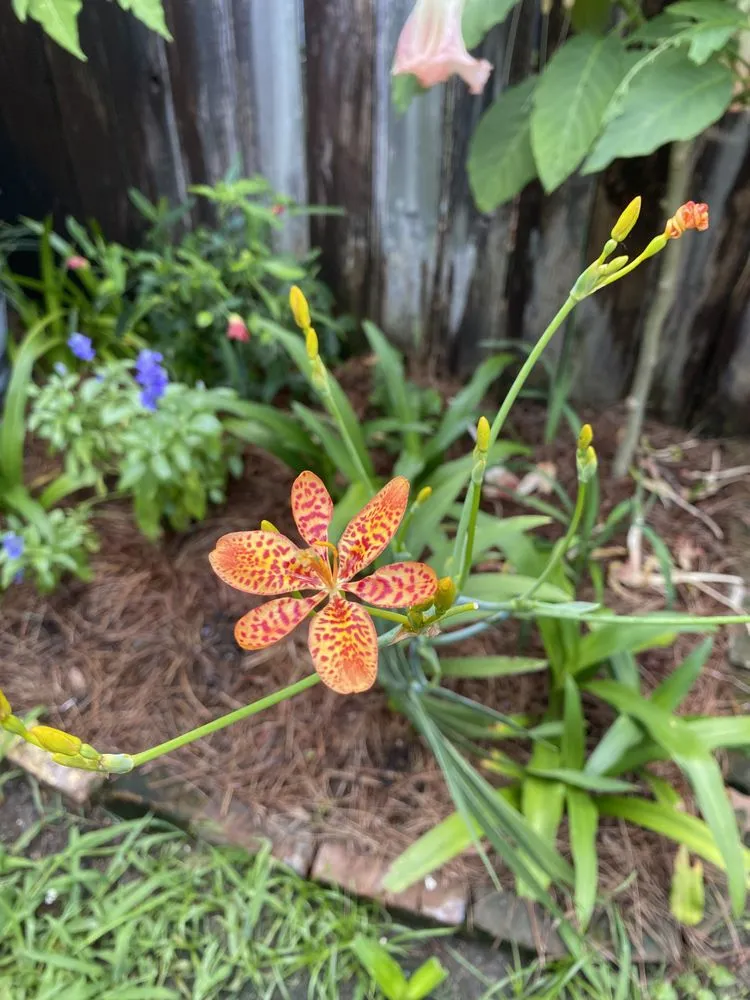 Local lawn mowing service experts serving New Orleans, LA - Bobbi's Gardens