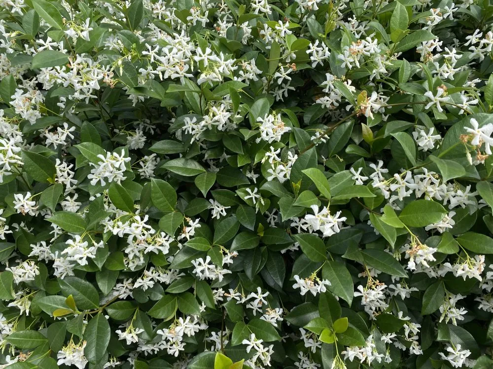 Reliable yard cleanup service for homes across New Orleans, LA - Bobbi's Gardens