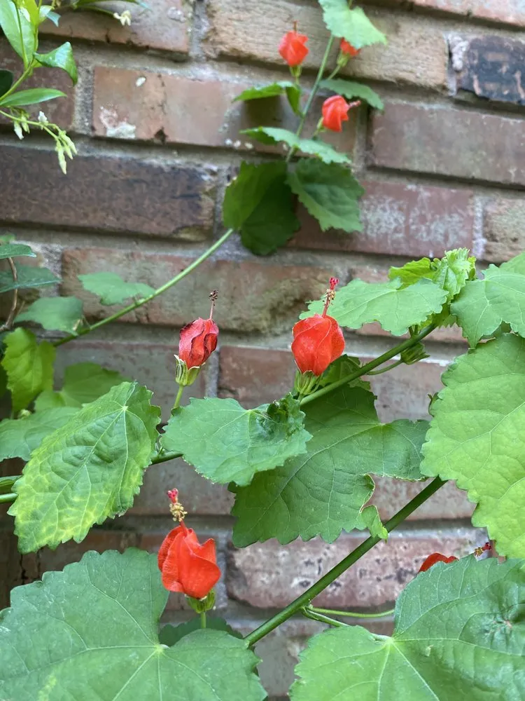 Local landscaping services in New Orleans, LA - Bobbi's Gardens