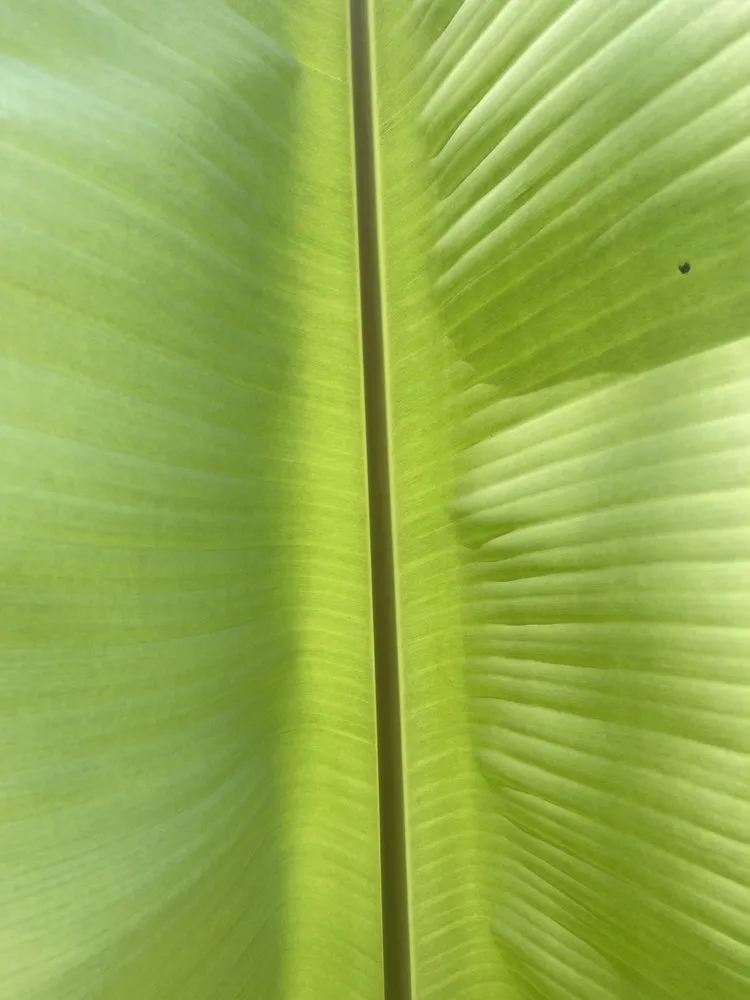 Expert landscape design for outdoor upgrades in New Orleans, LA by Bobbi's Gardens