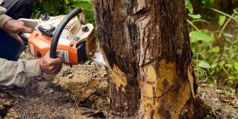 Bobby Branch & Sons Tree Removal Logo