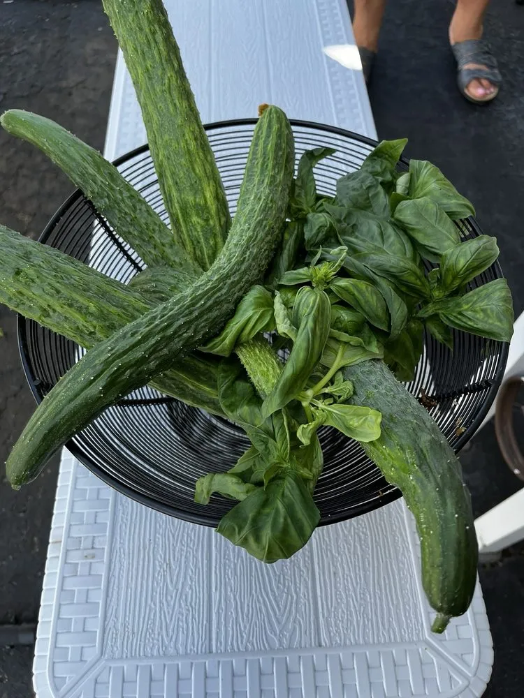 Professional yard cleanup service experts serving Bethpage, NY - Bobby Bravo’s