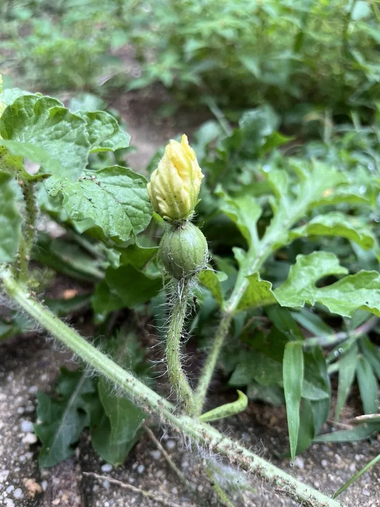 Local garden landscaping experts serving Bethpage, NY - Bobby Bravo’s