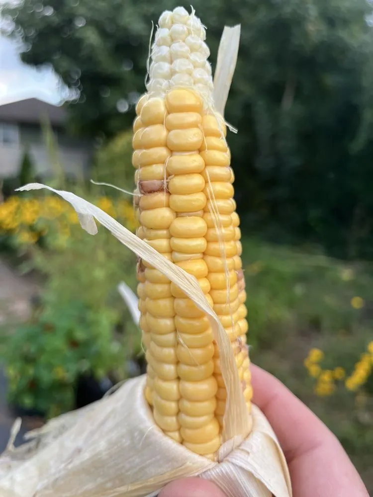 Affordable yard maintenance in Bethpage, NY by Bobby Bravo’s