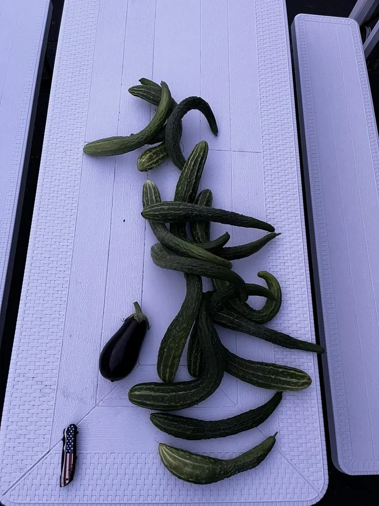 Custom outdoor landscaping for year-round maintenance in Bethpage, NY by Bobby Bravo’s