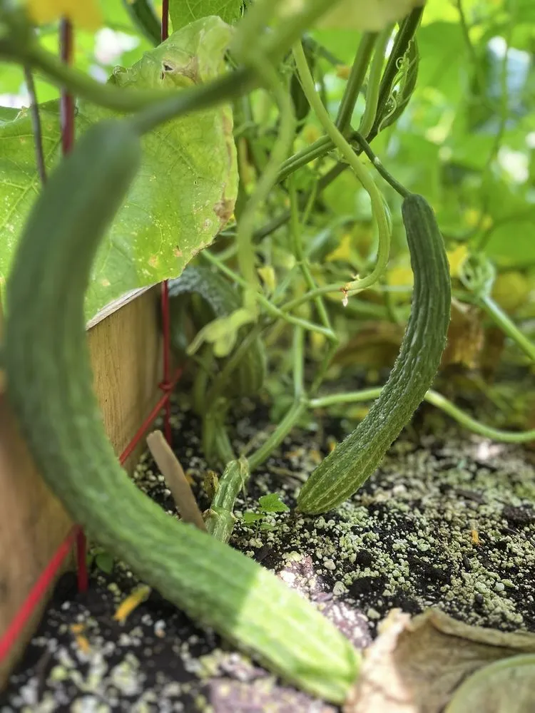 Affordable yard maintenance for residential properties in Bethpage, NY by Bobby Bravo’s