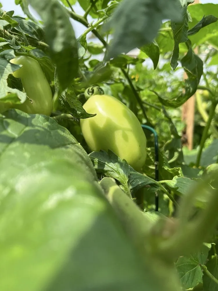 Reliable yard cleanup service experts serving Bethpage, NY - Bobby Bravo’s