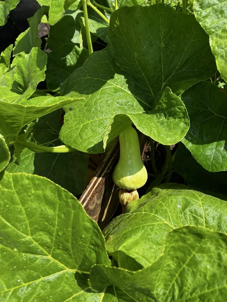 Trusted yard maintenance experts serving Bethpage, NY - Bobby Bravo’s