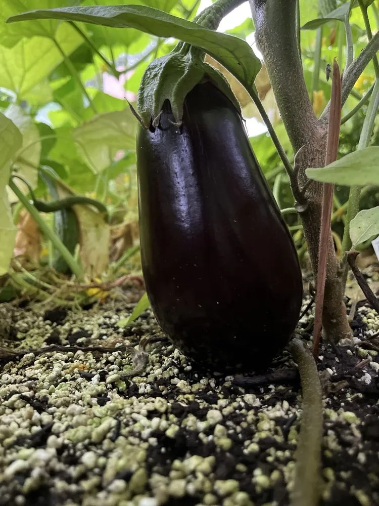 Affordable landscape design in Bethpage, NY - Bobby Bravo’s