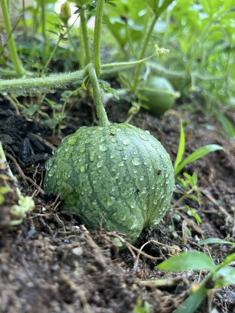 Professional landscape design for outdoor upgrades across Bethpage, NY - Bobby Bravo’s