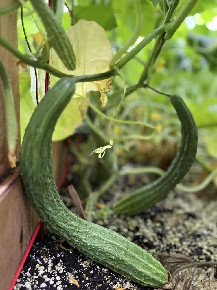 Reliable landscape installation for homes across Bethpage, NY - Bobby Bravo’s