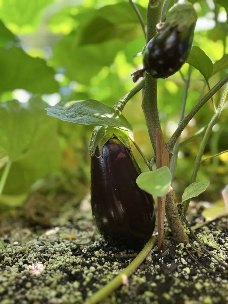 Local outdoor landscaping for outdoor upgrades across Bethpage, NY - Bobby Bravo’s