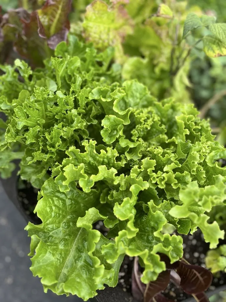 Professional yard maintenance in Bethpage, NY - Bobby Bravo’s