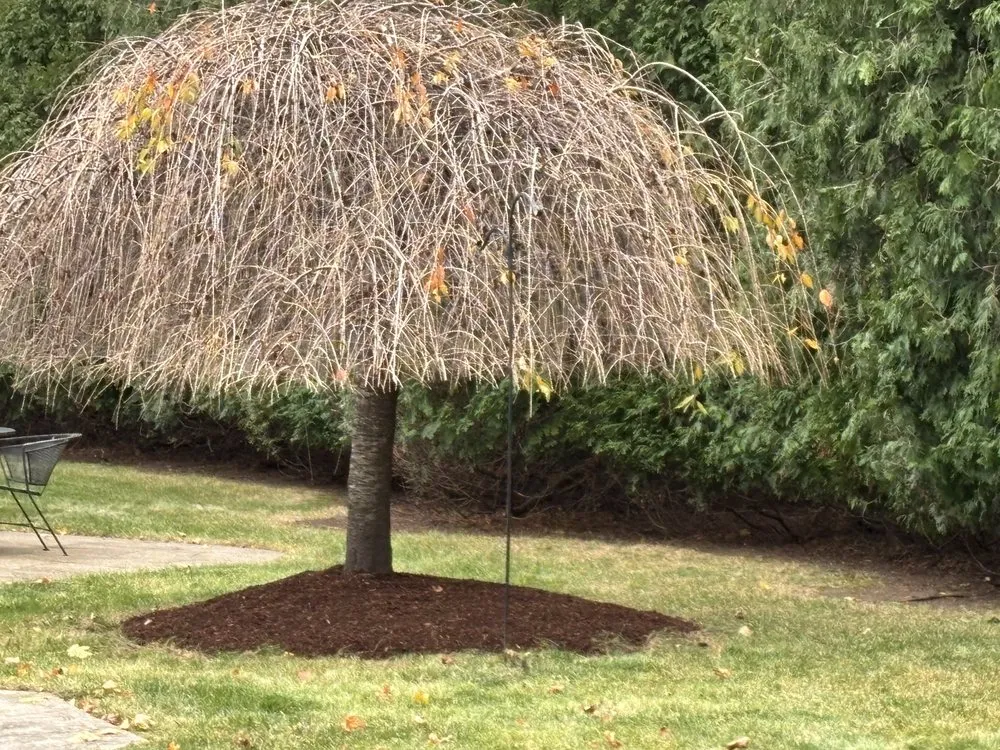 Expert yard maintenance for outdoor upgrades across Richmond, RI - Bobby Czerwein