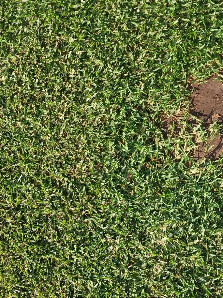 Trusted lawn mowing service in San Antonio, TX - Bobbys Freshly cut Carpet Grass