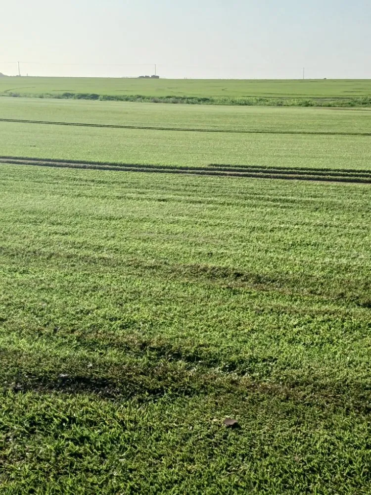 Custom yard maintenance with custom design across San Antonio, TX - Bobbys Freshly cut Carpet Grass