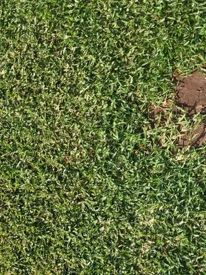 Bobbys Freshly cut Carpet Grass Logo