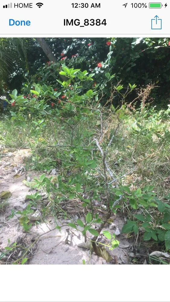 Top-rated yard maintenance experts serving Bonita Springs, FL - Bobby's Plant & Lawn Services