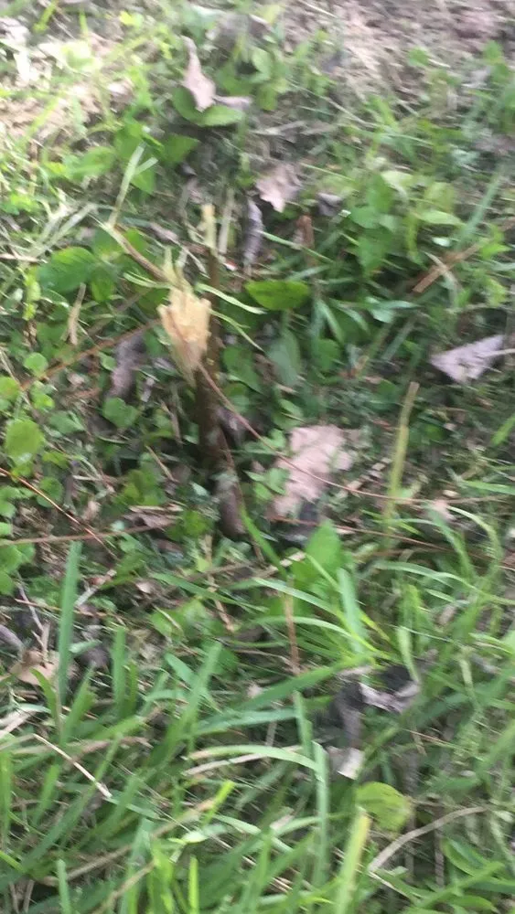 Expert landscaping services for year-round maintenance across Bonita Springs, FL - Bobby's Plant & Lawn Services