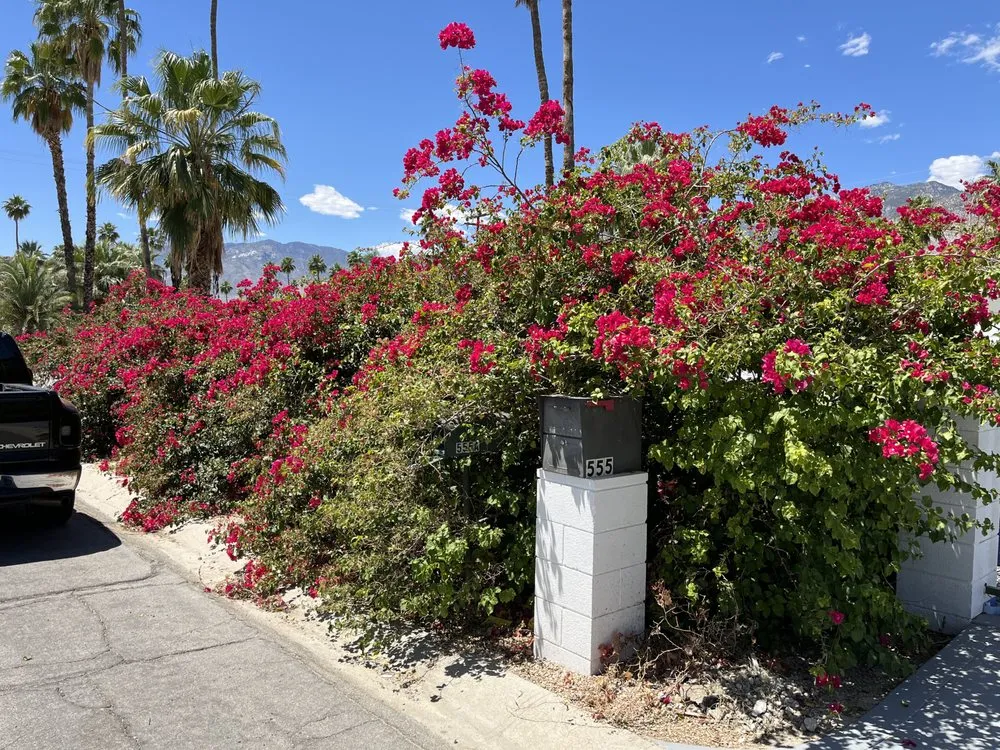 Expert lawn mowing service experts serving Cathedral City, CA - Bob's Landscaping