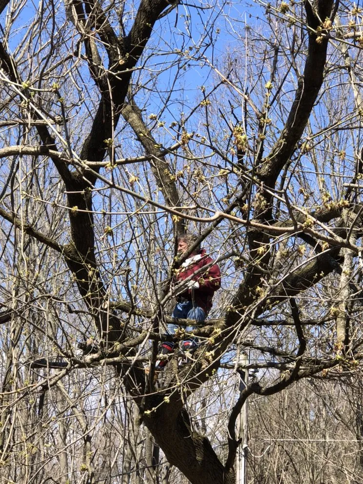 Reliable residential landscaping for beautiful yards across Brookfield, CT - Bob's Tree Service
