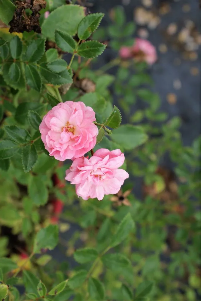 Local landscape design in Hagaman, NY - Bob's Trees