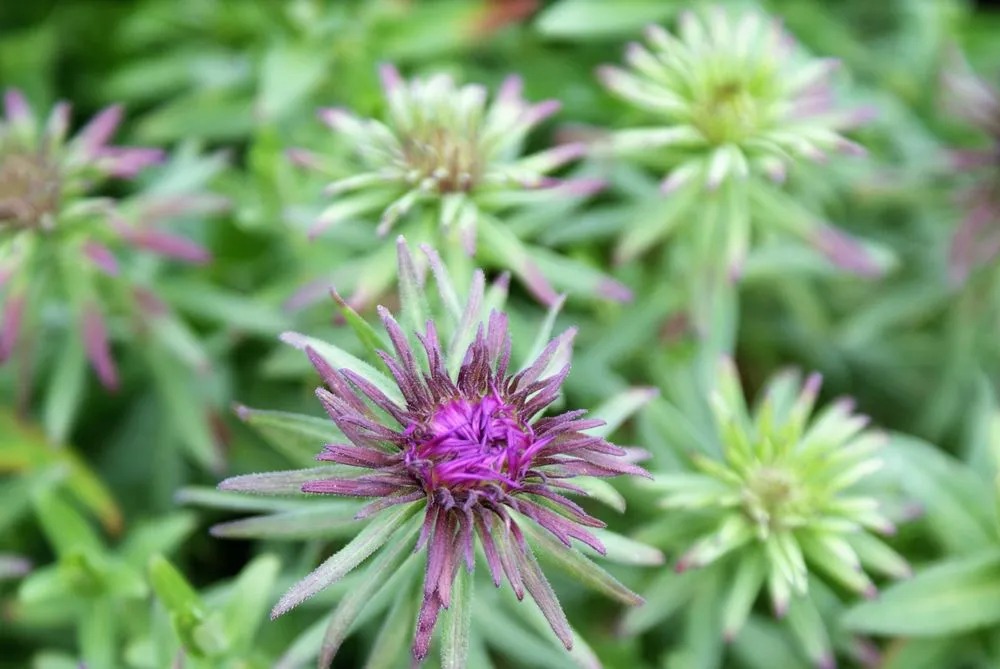 Expert residential landscaping experts serving Hagaman, NY - Bob's Trees