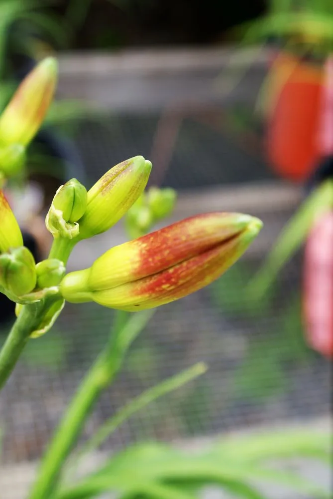 Custom landscaping services in Hagaman, NY by Bob's Trees