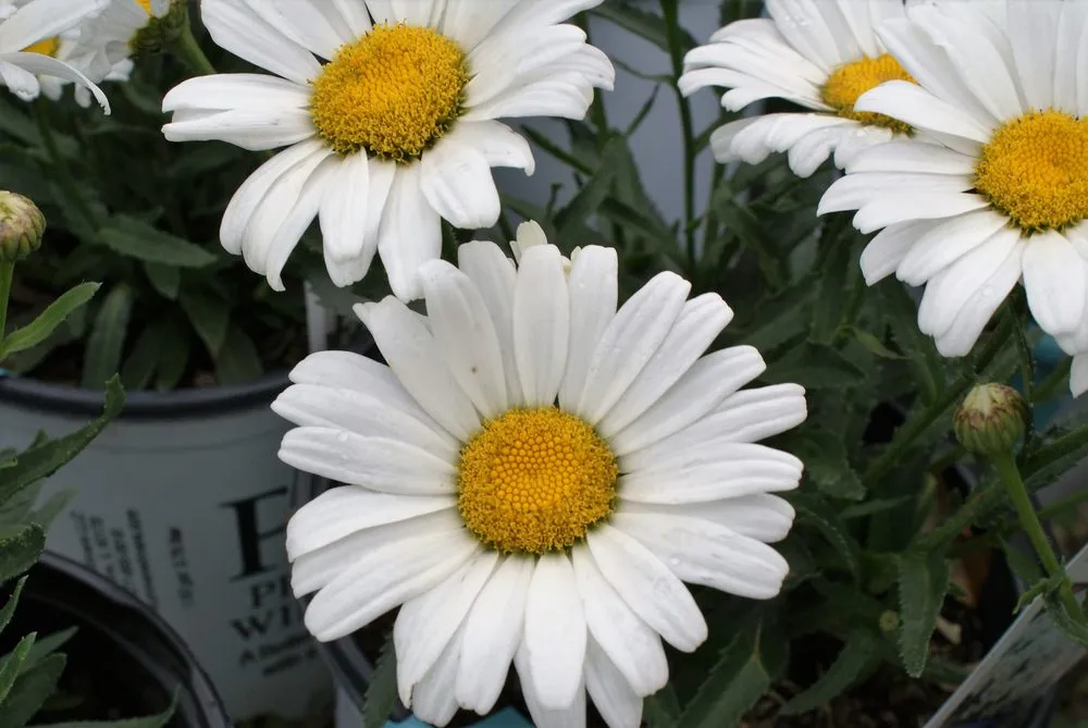 Expert yard maintenance in Hagaman, NY by Bob's Trees