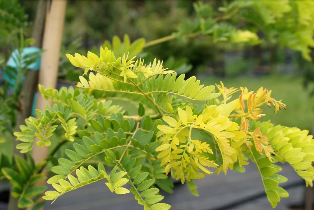 Reliable garden landscaping with custom design in Hagaman, NY by Bob's Trees