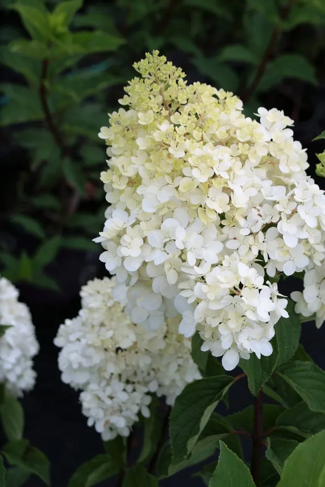 Reliable lawn care service with custom design in Hagaman, NY by Bob's Trees