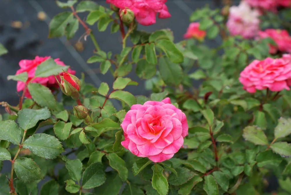 Top-rated lawn care service in Hagaman, NY by Bob's Trees