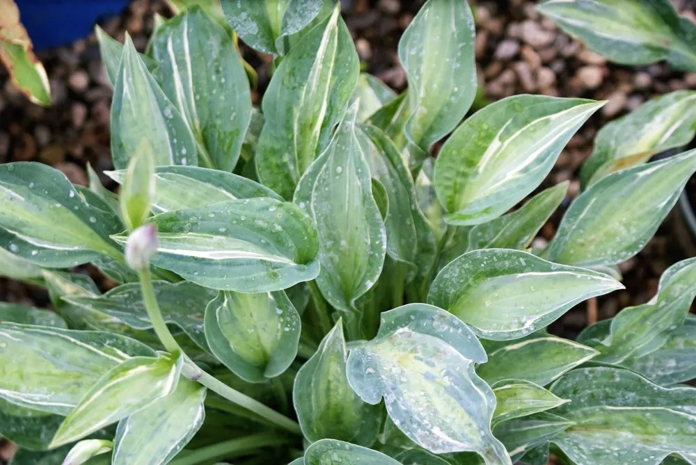 Expert yard maintenance in Hagaman, NY by Bob's Trees