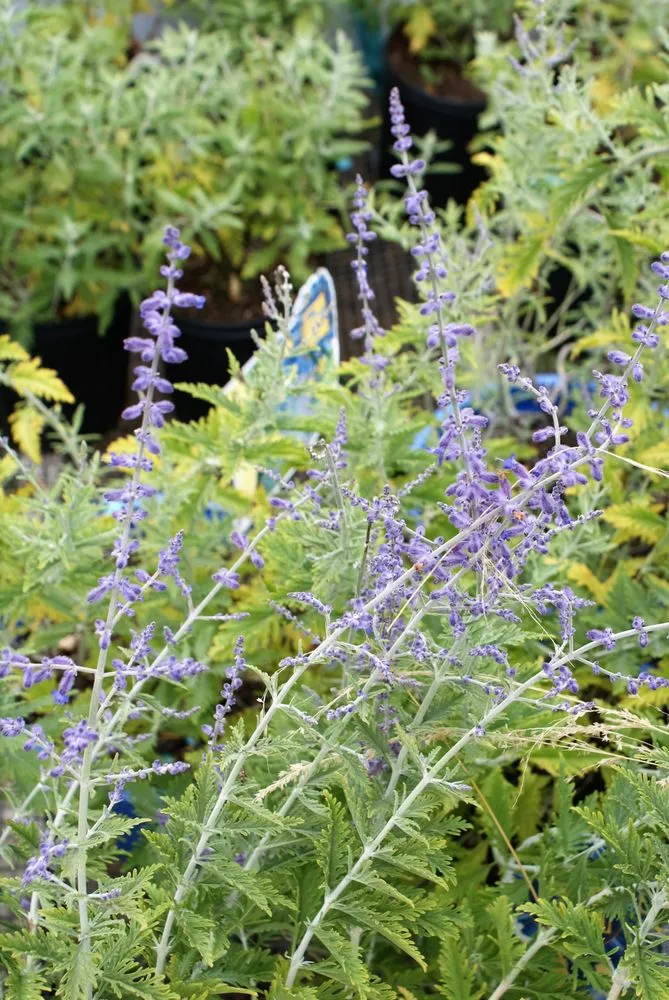 Local yard cleanup service for year-round maintenance in Hagaman, NY by Bob's Trees