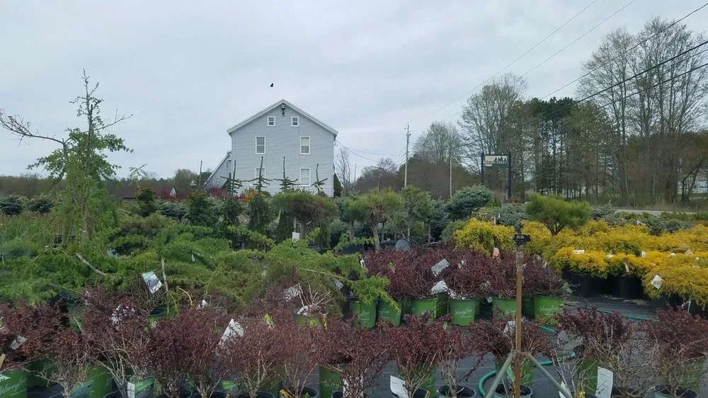 Top-rated yard cleanup service for beautiful yards in Hagaman, NY by Bob's Trees