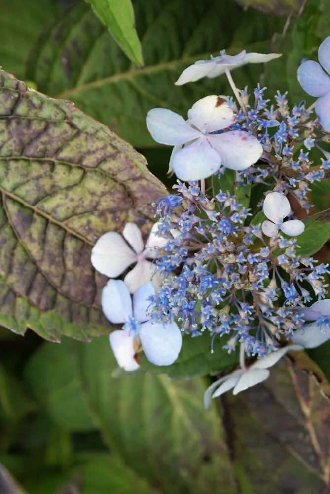 Custom yard maintenance in Hagaman, NY by Bob's Trees