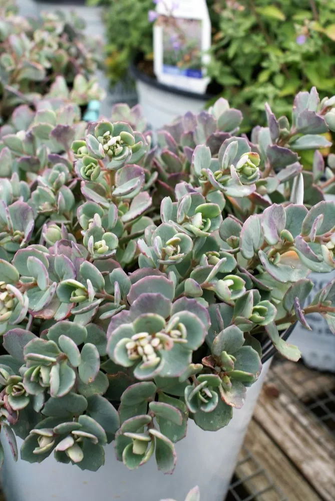 Custom residential landscaping near you in Hagaman, NY by Bob's Trees