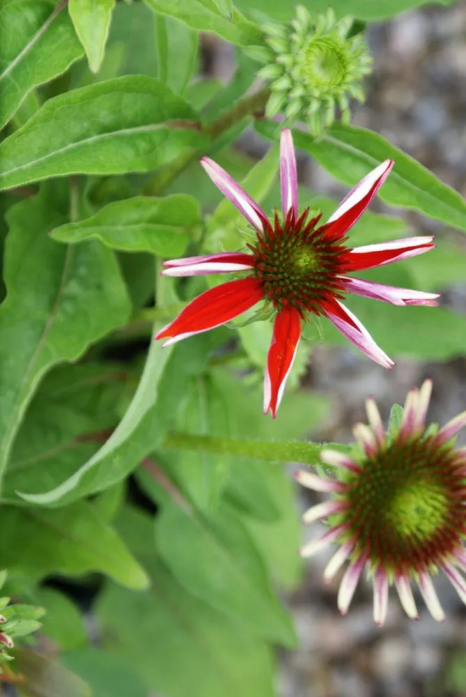 Local landscaping services in Hagaman, NY by Bob's Trees