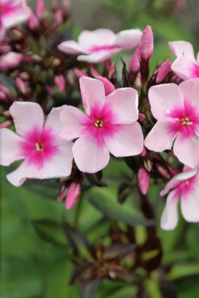 Affordable residential landscaping experts serving Hagaman, NY - Bob's Trees