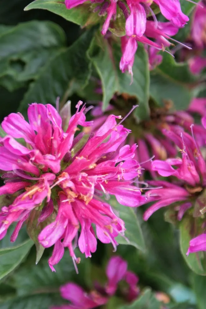 Custom landscaping services experts serving Hagaman, NY - Bob's Trees