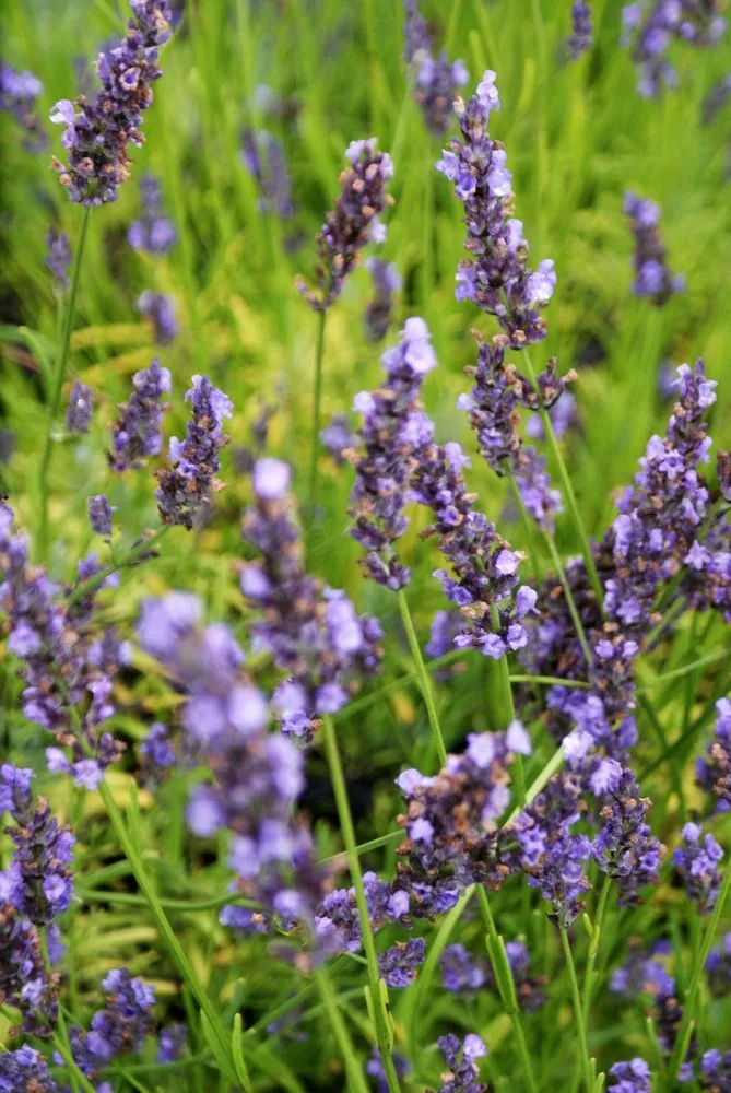 Top-rated yard cleanup service for outdoor upgrades in Hagaman, NY by Bob's Trees