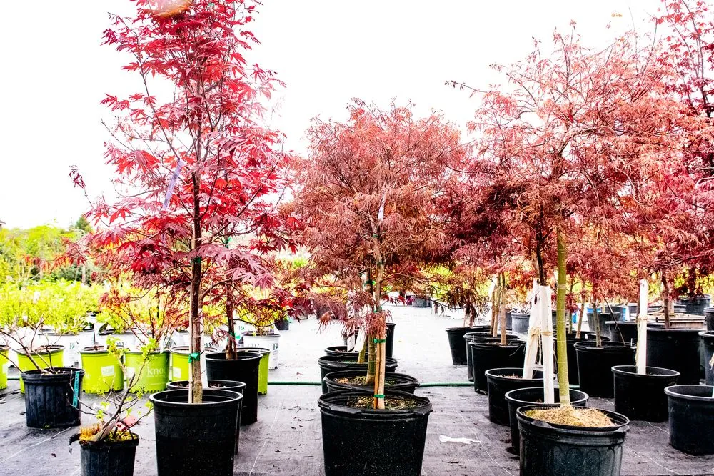 Top-rated landscaping services in Hagaman, NY by Bob's Trees