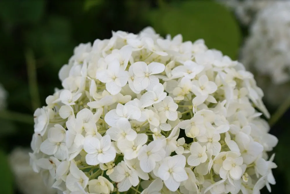 Trusted yard maintenance in Hagaman, NY by Bob's Trees