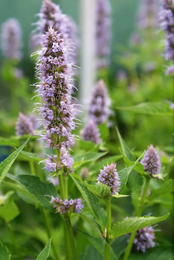 Trusted residential landscaping with custom design in Hagaman, NY by Bob's Trees