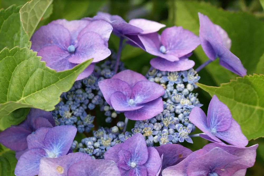 Trusted landscape design for year-round maintenance across Hagaman, NY - Bob's Trees