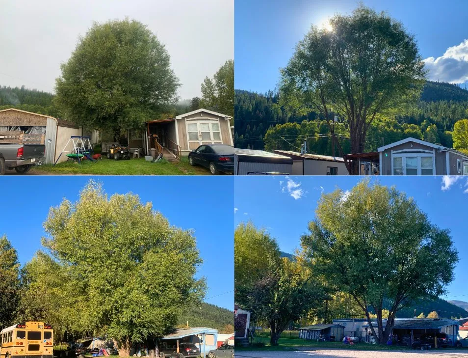 Affordable landscape design in Libby, MT by Bobtail Enterprise