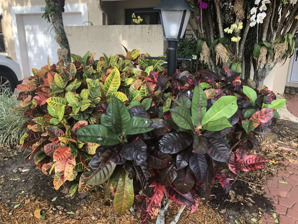 Top-rated lawn care service in Delray Beach, FL by Boca Delray Plants