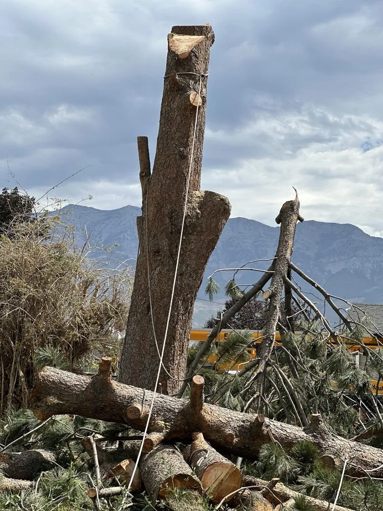 Professional landscape design in Orem, UT - Bogaardts Trees and Shrubs