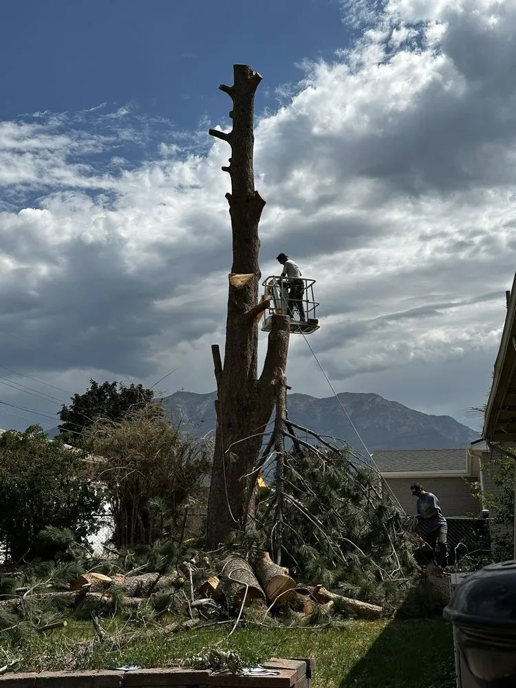 Top-rated residential landscaping in Orem, UT - Bogaardts Trees and Shrubs